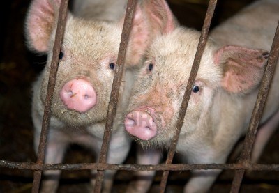 Ag-Gag or How to be a Terrorist in One Act of Mercy