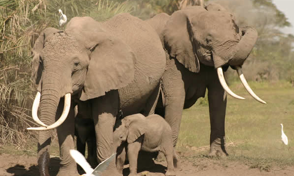ElephantVoices: New Website, Unmatched Resource