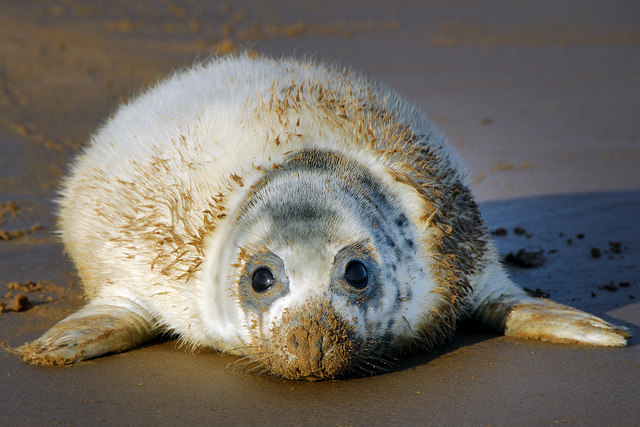 Short (!) and Sweet (?): Pup-hood for Gray Seals