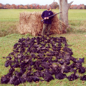 crow hunt 95