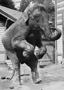 Elephant standing