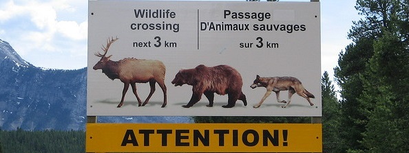 wildlife-crossing-pic2