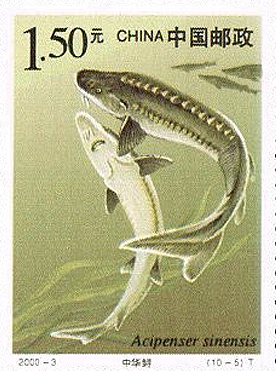 Postage stamp celebrating the Chinese sturgeon. 