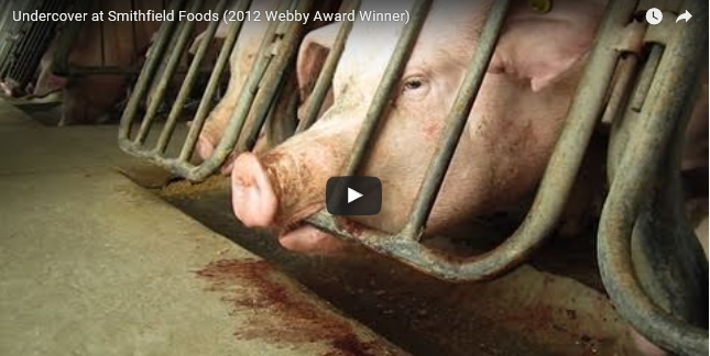 Gestation Crates in New Jersey: Take Gov. Christie at His Word; He Doesn’t Care.