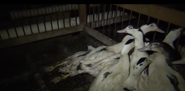 Hudson Valley Foie Gras Steals the Name “Hudson” to Sell Animal Cruelty