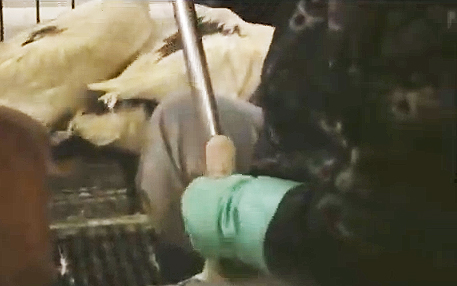 A worker begins to force the full length of a metal feeding tube down the throat of a goose, from a promotional video by Hudson Valley Foie Grois. 