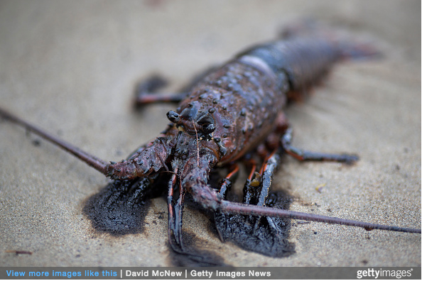 An oil-covered lobster lies dead on the beach after an oil spill near Refugio State Beach on May 20, 2015 