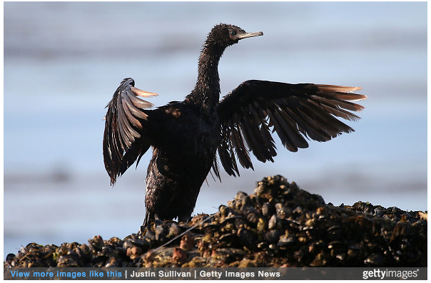 GOLETA, CA - MAY 22: A bird covered in oil spreads its wings as it sits on a rock near Refugio State Beach on May 22, 2015 in Goleta, California. 
