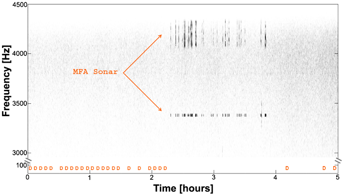 Each orange “D” represents presence of D calls in 5-minute bins in the lower frequency band (25–100 Hz). Note the continuous presence of D calls for over 2 hours until the onset of MFA sonar (not a particularly close event, with signals every 10–30 seconds), at which time at which the whales cease production of D calls. After sonar cessation, blue whales start producing D calls again. By Mariana L. Melcón*, Amanda J. Cummins, Sara M. Kerosky, Lauren K. Roche, Sean M. Wiggins, John A. Hildebrand [CC BY 2.5 or CC BY 2.5], via Wikimedia Commons/em