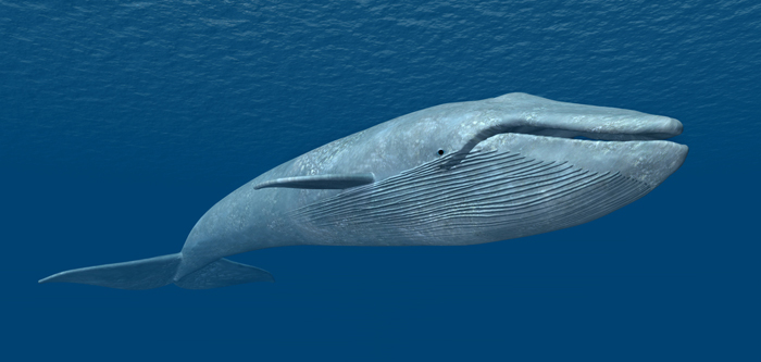 Blue Whale. ©Michael Rosskothen, via Shutterstock.