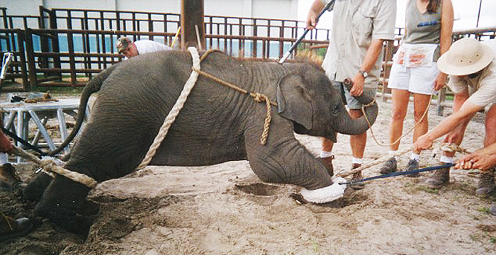 Elephant training. Via PETA
