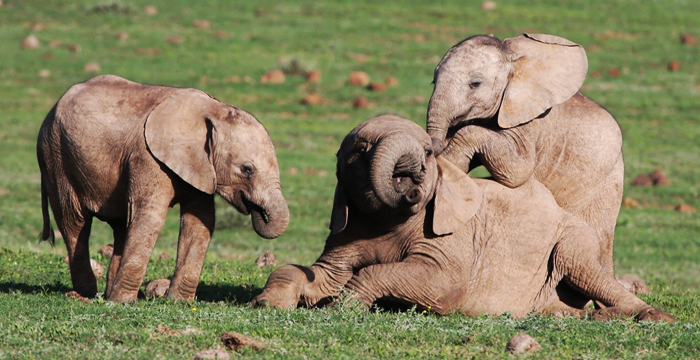 Elephants playing. Via Shutterstock