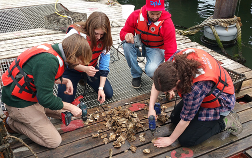Preparing oyster shells for tagging at the Billion Oyster Project, Governor's Island.