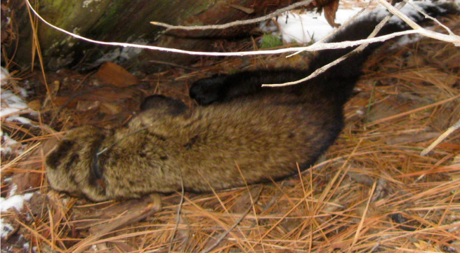 Dead fisher (Martes pennanti) in the southern Sierra Nevada, killed by anticoagulant rodenticide. Via Gabriel MW, Woods LW, Poppenga R, Sweitzer RA, Thompson C, et al. (2012) Anticoagulant Rodenticides on our Public and Community Lands: Spatial Distribution of Exposure and Poisoning of a Rare Forest Carnivore.