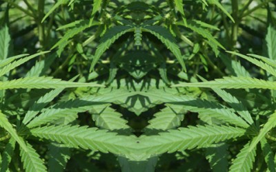 Marijuana: When the Green Leaf Isn’t So Green…