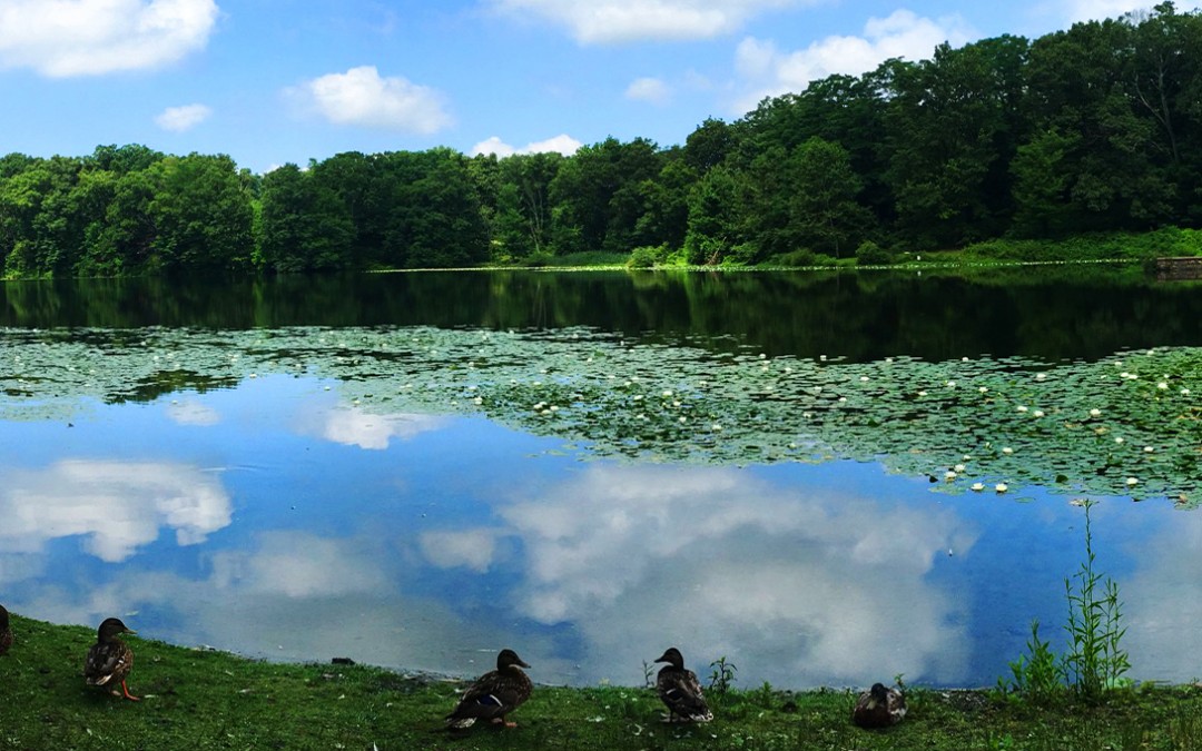 Quiet, Peaceful, Serene: Assessing the Trails of Rockefeller State Park Preserve