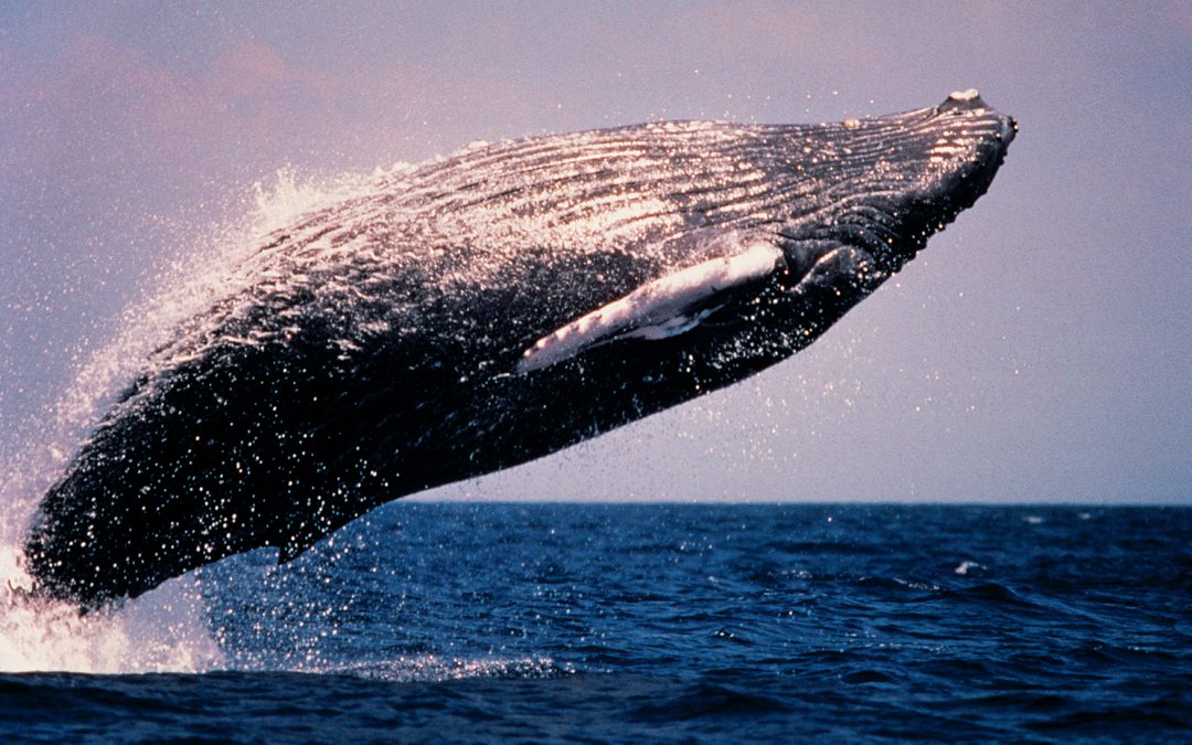 EarthDesk Radio: Humpback Whales