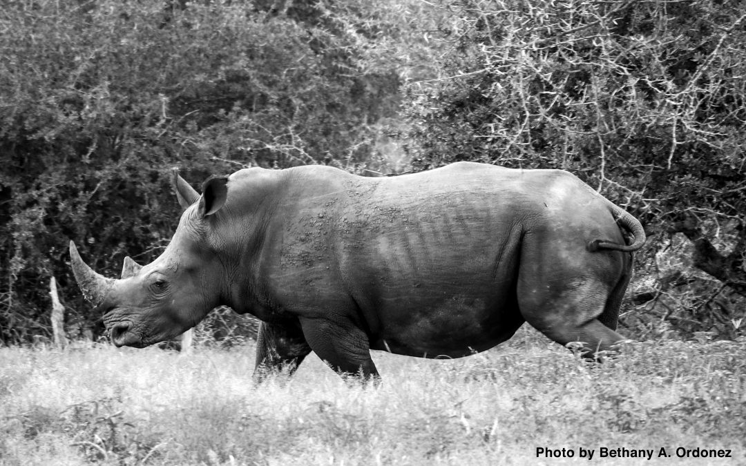 More Valuable Than Gold: The War for Rhino Horn Takes an Uglier Turn