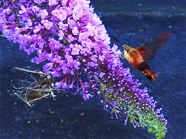 EarthDesk Sunday: Hummingbird Clearwing by Michelle D. Land