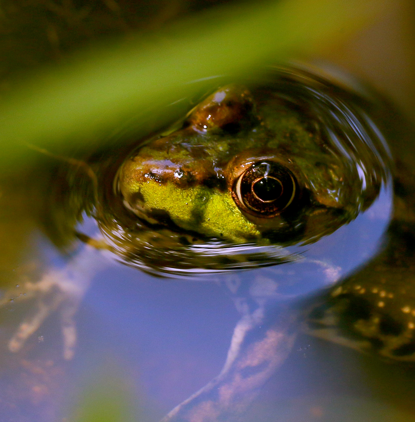 Green frog in a vernal pool 
