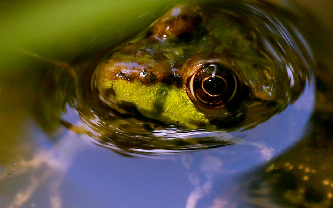 EarthDesk Sunday: The Pace Green Frog Banjo Chorale; Photo by Angelo Spillo